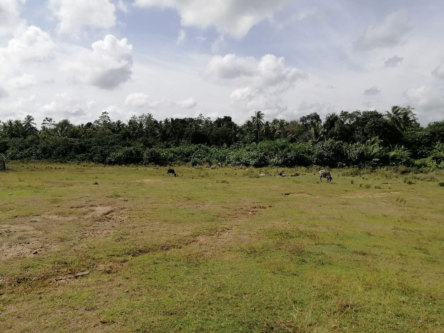 200 perches bare land for sale 20 min to Hikkaduwa for Rs. 3 lakhs (Per Perch)