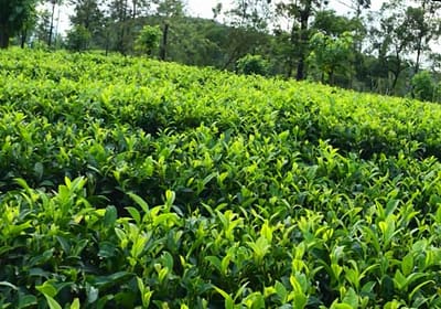 5 acres possible gem mining land – Ratnapura – with tea plantation