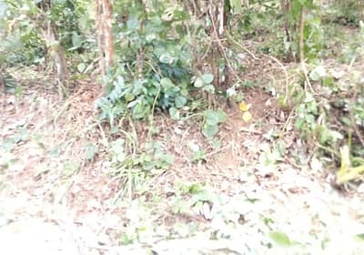 Cinnamon cultivated land for sale